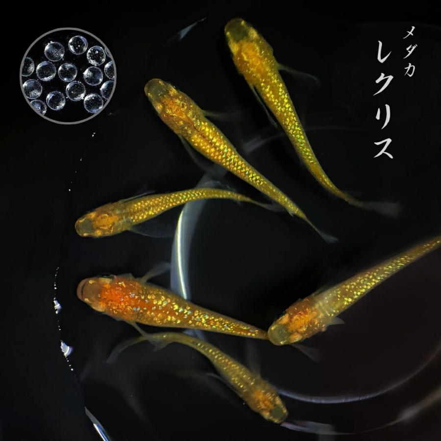 メダカ 卵 レクリス 10個セット おまけ5個程度付属 泳ぐ宝石 ラメ 超 