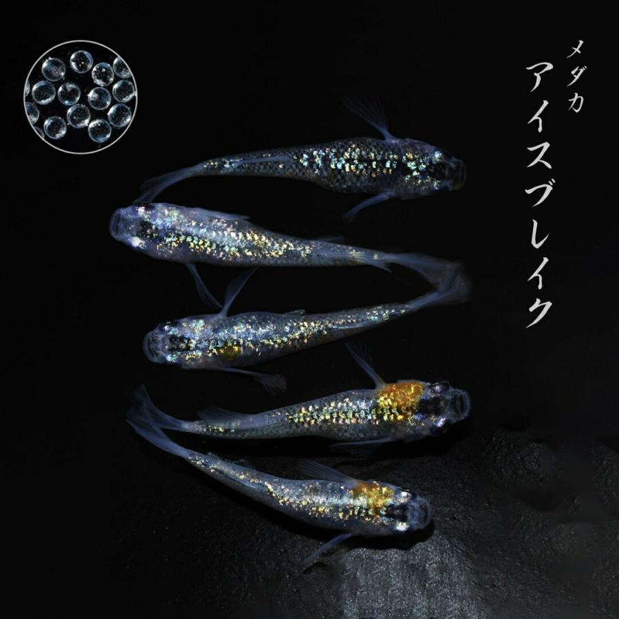 メダカ 卵 アイスブレイク 10個セット おまけ5個程度付属 泳ぐ宝石 