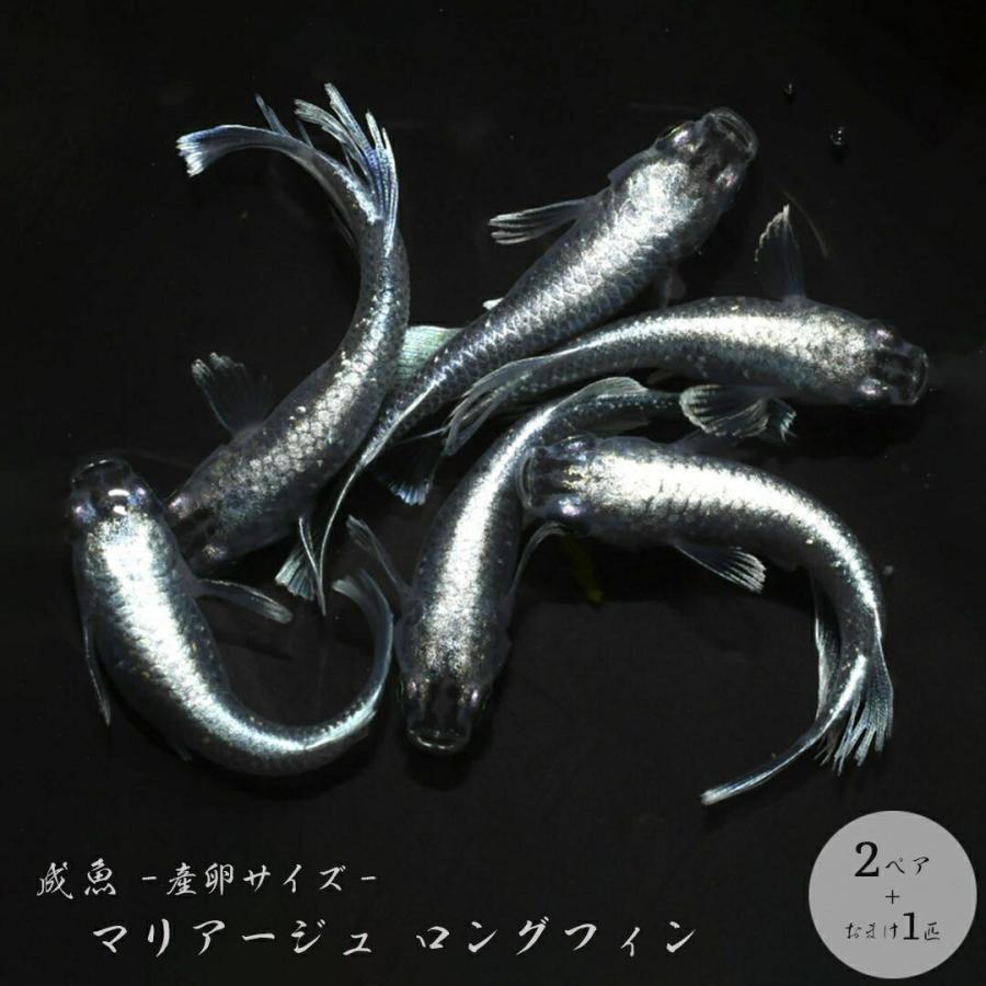メダカ マリアージュ ロングフィン 成魚 産卵サイズ 2ペア+保証1匹 