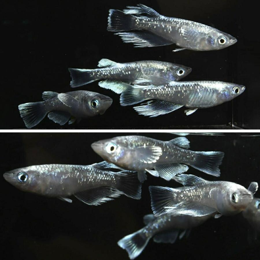 メダカ マリアージュ ロングフィン 成魚 産卵サイズ 2ペア+保証1匹