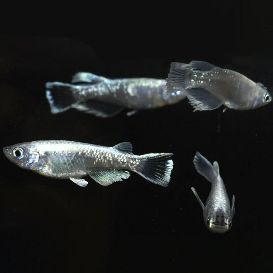 メダカ マリアージュ ロングフィン 成魚 産卵サイズ 2ペア+保証1匹