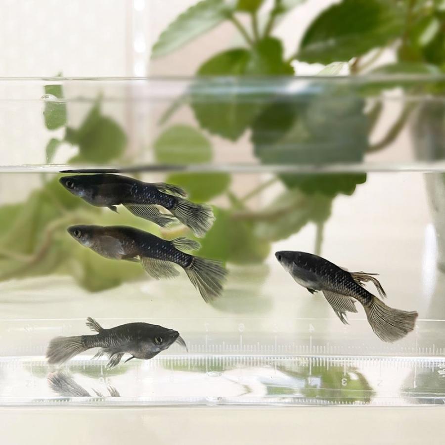 メダカ ブラックダイヤロングフィン 成魚 産卵サイズ 2ペア+保証1匹