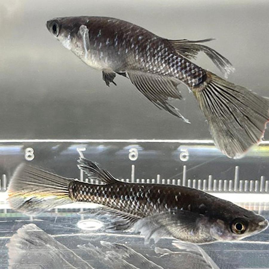 メダカ ブラックダイヤロングフィン 成魚 産卵サイズ 2ペア+保証1匹