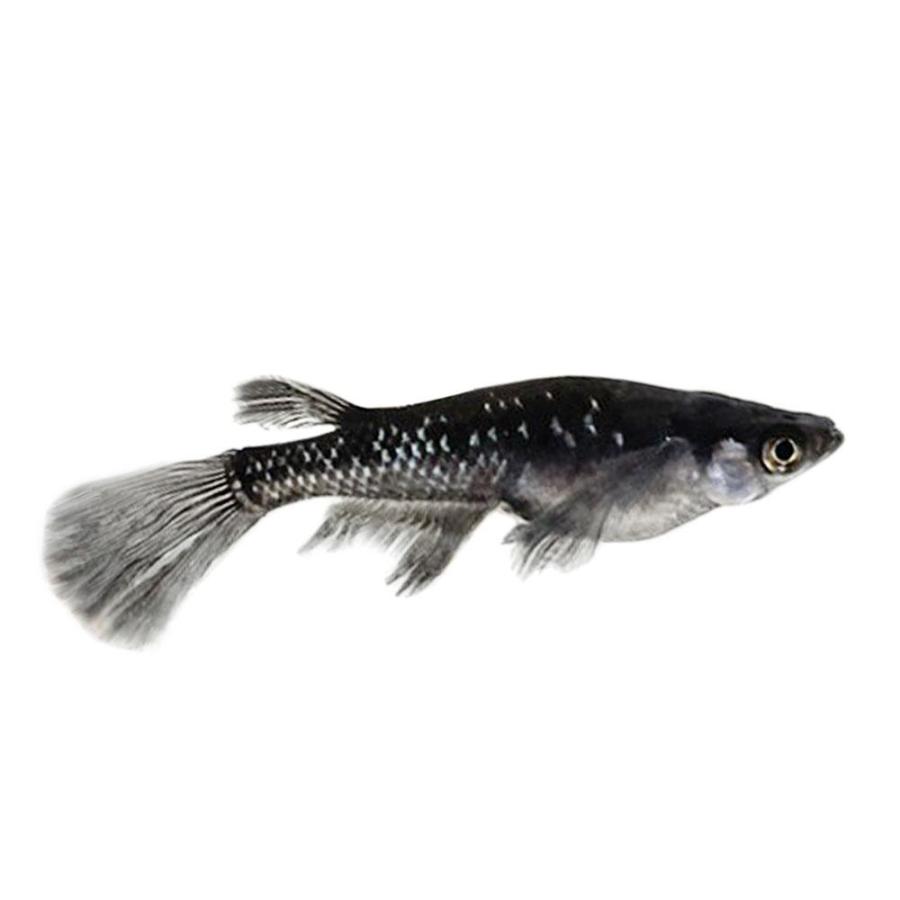 メダカ ブラックダイヤロングフィン 成魚 産卵サイズ 2ペア+保証1匹