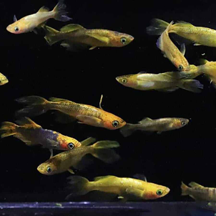 メダカ 竜章鳳姿 成魚 産卵サイズ 2ペア+保証1匹 りゅうしょうほうし