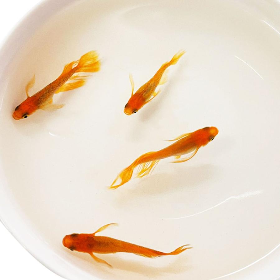 メダカ 竜章鳳姿 成魚 産卵サイズ 2ペア+保証1匹 りゅうしょうほうし