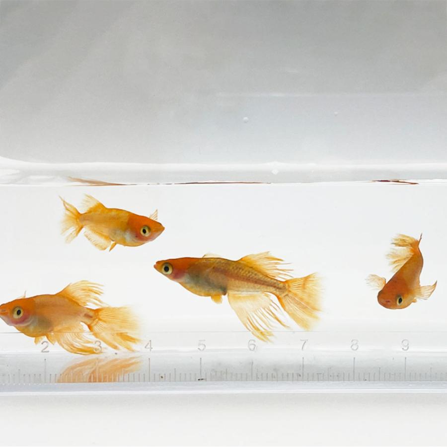 星田めだか様血統　竜章鳳姿　稚魚10匹〜 3c41bd750d589602e73b65925ce0f6