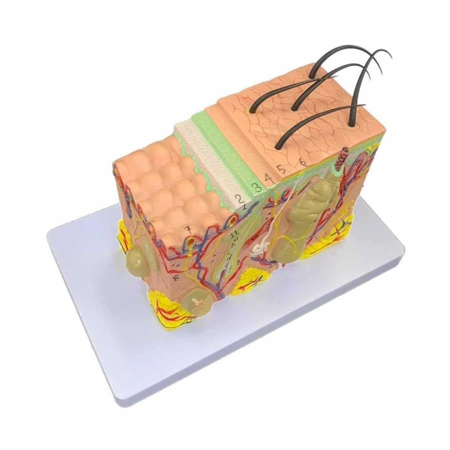 皮膚 模型 35倍拡大 講習用 講習 先生 授業 検定 実技 勉強 シリコン 学校 誕生日 クリスマス ギフト サプライズ 友人 家族 パーティー 恋人 お遊戯会 在庫限り｜aioshop｜05