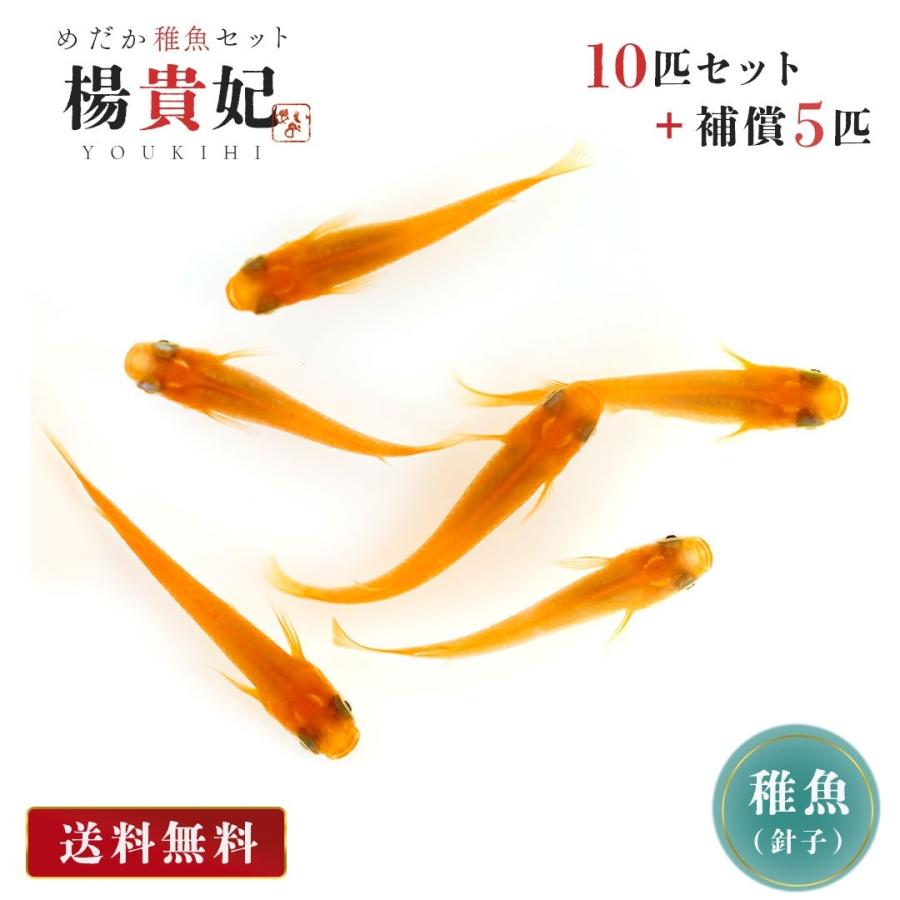 メダカ 楊貴妃 稚魚サイズ 針子 10匹+保証5匹 泳ぐ宝石 超極上 交配