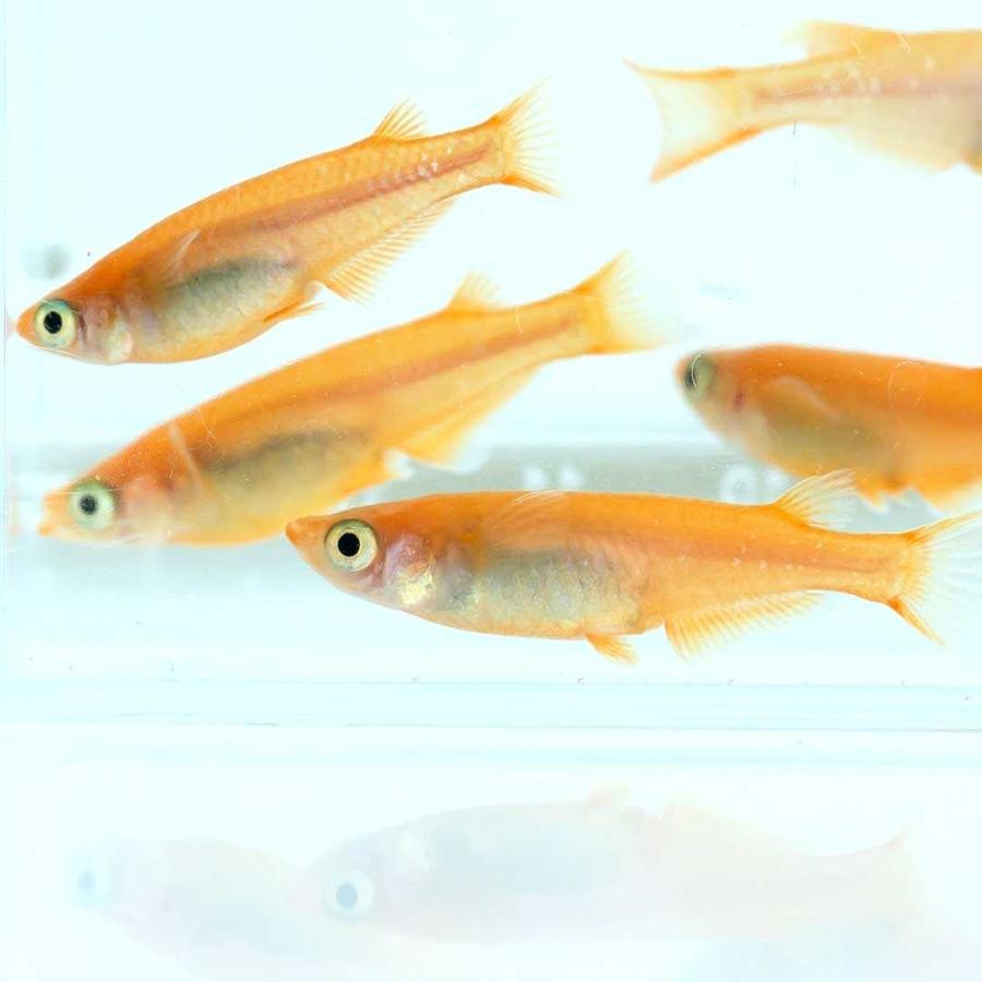 メダカ 楊貴妃 稚魚サイズ 針子 10匹+保証5匹 泳ぐ宝石 超極上 交配