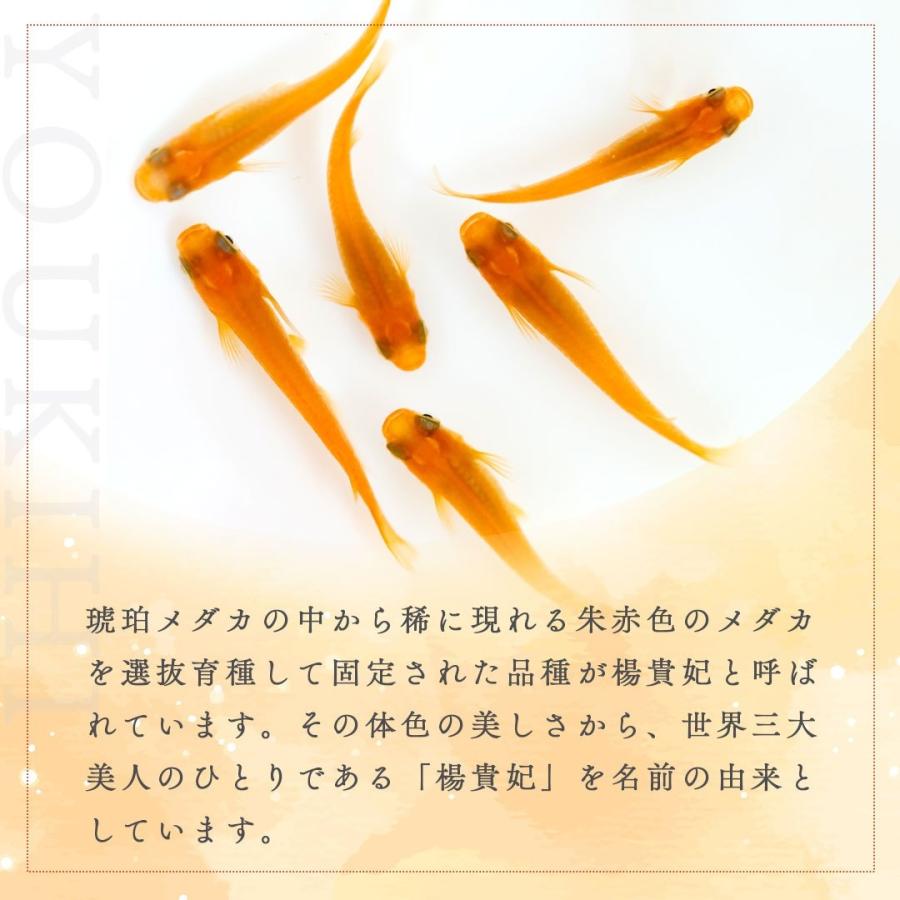 メダカ 楊貴妃 稚魚サイズ 針子 10匹+保証5匹 泳ぐ宝石 超極上 交配