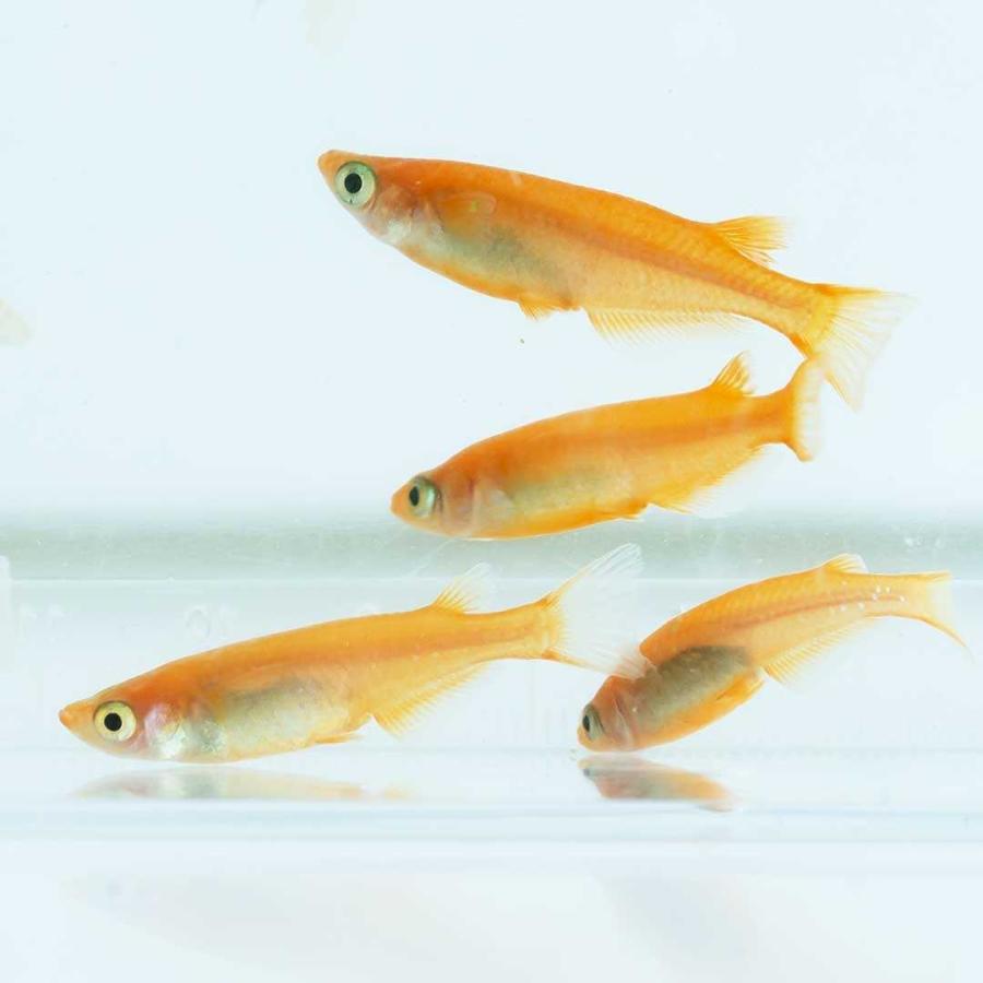 （あと1人限定予約可）夢中メダカの直仔の子王妃の針子卒業稚魚10匹5000円 メダカの稚魚・針子の育て方