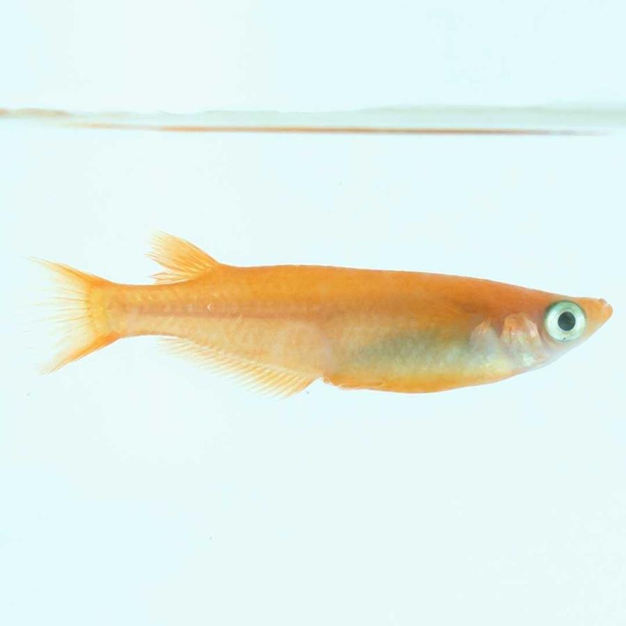 メダカ 楊貴妃 稚魚サイズ 針子 10匹+保証5匹 泳ぐ宝石 超極上 交配