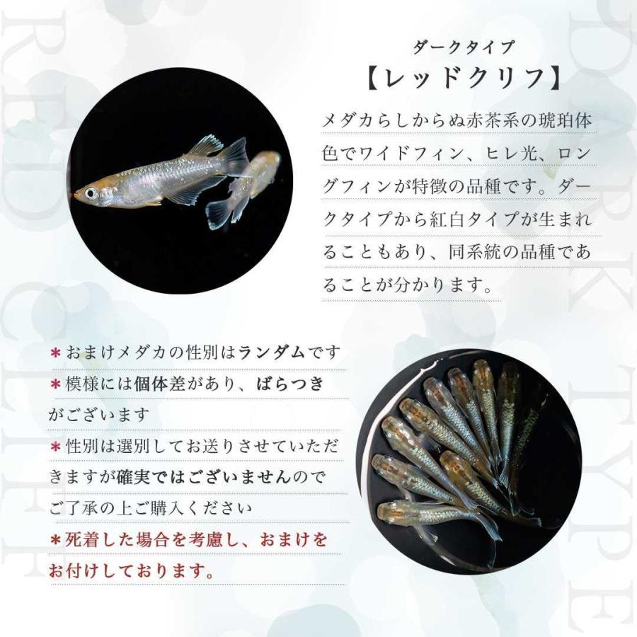 メダカ レッドクリフ ダークタイプ 成魚 産卵サイズ 1ペア+保証1匹