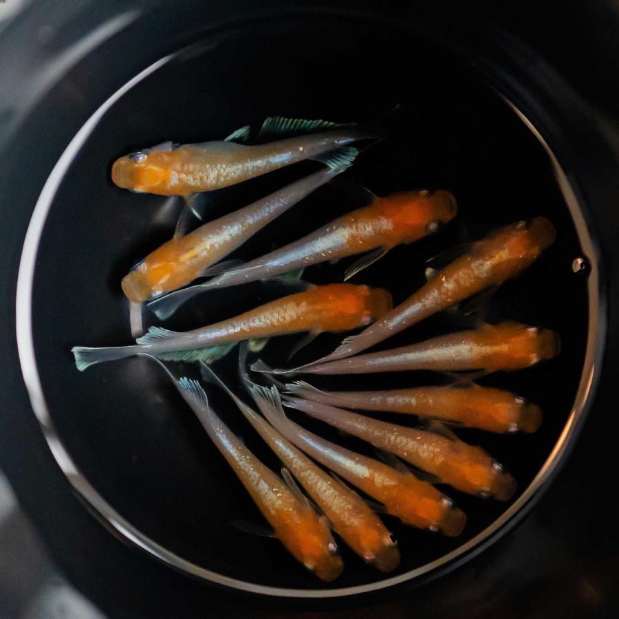 コンプ多数！ 紅白生写真1 メダカ レッドクリフ 紅白 成魚 産卵サイズ 2ペア+保証1匹 泳ぐ