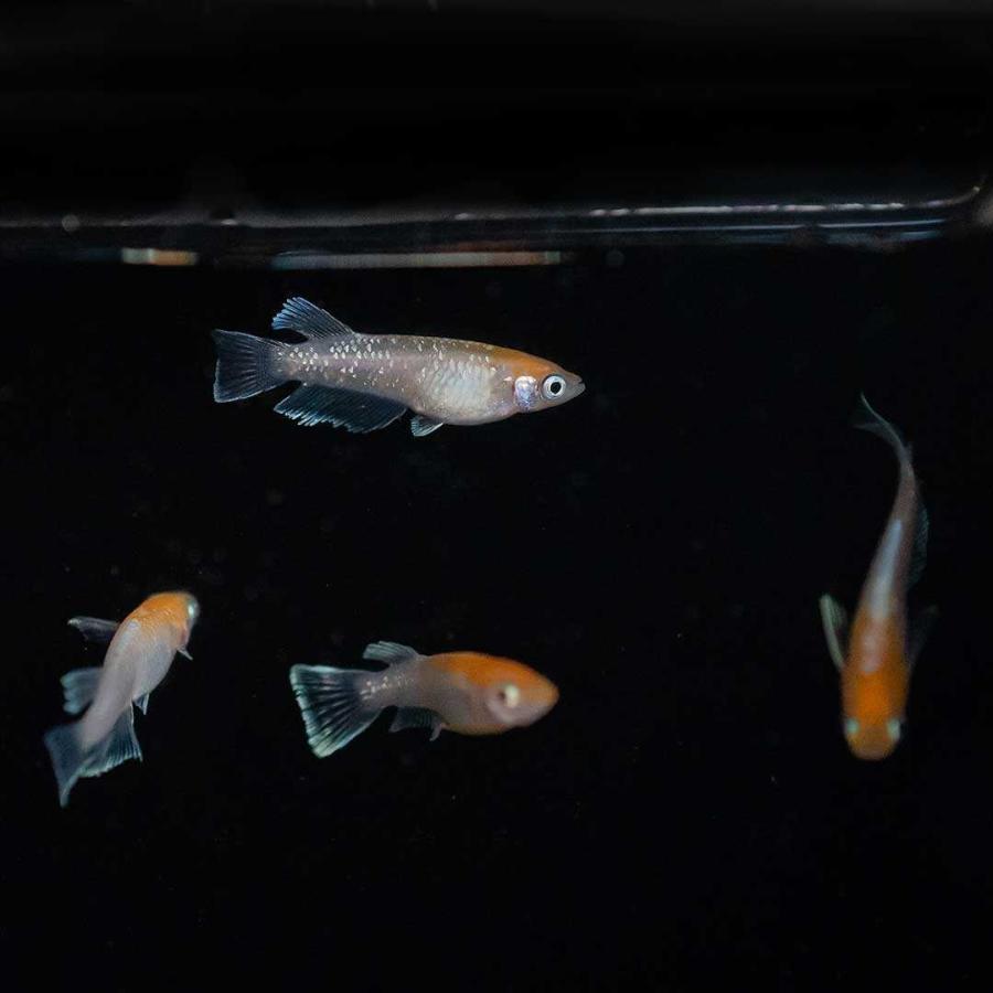 メダカ レッドクリフ 紅白 成魚 産卵サイズ 2ペア+保証1匹 泳ぐ宝石 超
