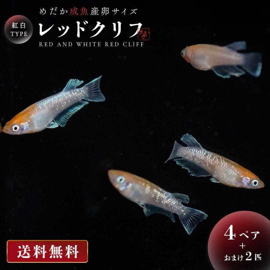 メダカ レッドクリフ 紅白 成魚 産卵サイズ 4ペア+保証2匹 泳ぐ宝石 超 
