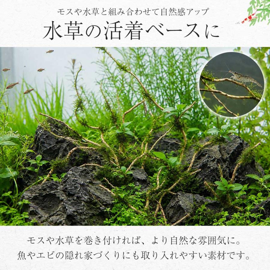 アクアリウム 流木 ーVer4ー 自然の流木の根 木の根 1束50gセット 極細