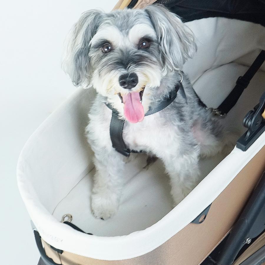 AirBuggyエアバギーDOME M ※ドッグコットは別です ◼エアバギー◼AIRBUGGY◼ドーム2コットのみ◼DOME2 COT◼Ꮇ