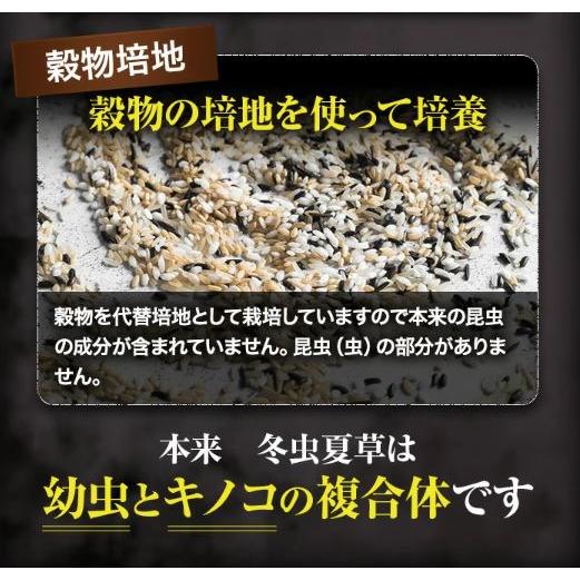 冬虫夏草 サプリメント 犬 猫 サプリ セピンA ペット 日本産 日本産100