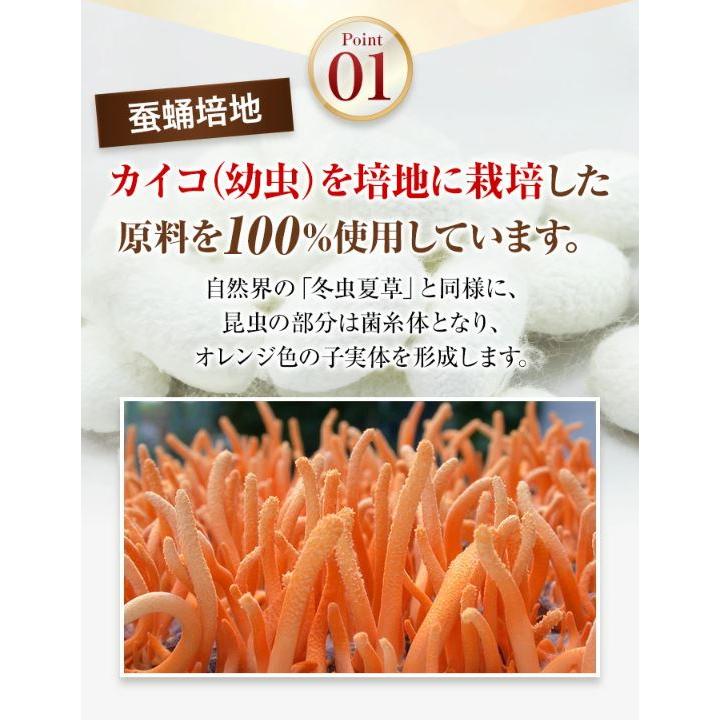 冬虫夏草 サプリメント 日本産 日本産100％ サナギタケ 金の冬虫夏草