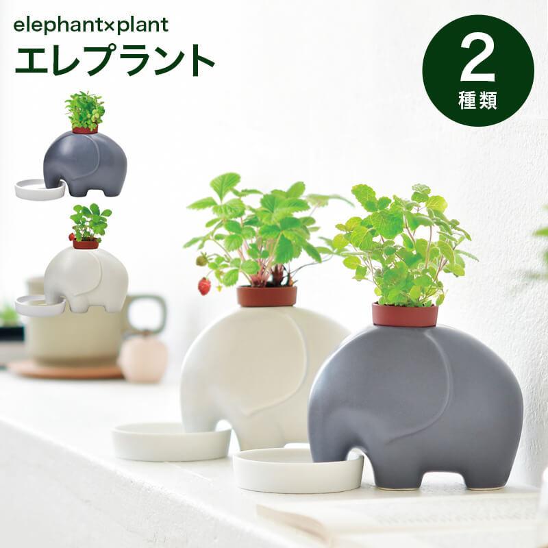 聖新陶芸 エレファント 栽培 栽培キット ガーデニング ガーデニング用品 園芸用品 園芸 ギフトショップ Anniversary World 通販 Yahoo ショッピング