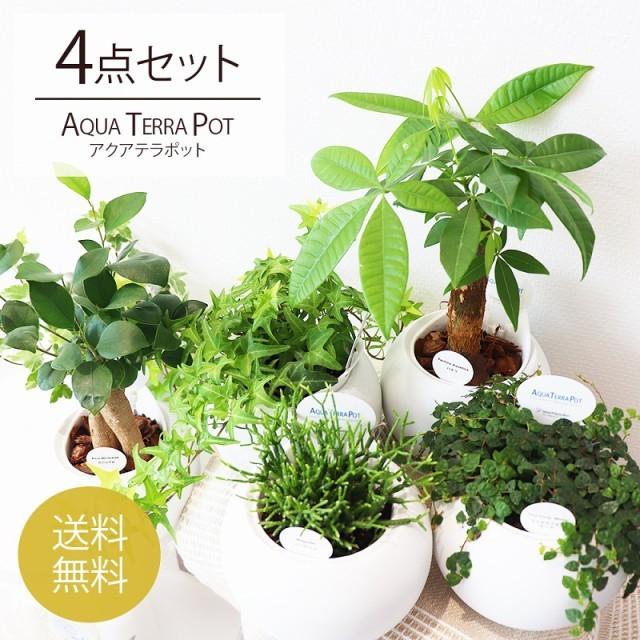 アクアテラポット 4個セット ラウンド 10 5鉢タイプ 底面給水陶器鉢入り 観葉植物 グリーン オシャレ 室内 インテリア 送料無料 まとめ買い Hi Set ギフトショップ Anniversary World 通販 Yahoo ショッピング