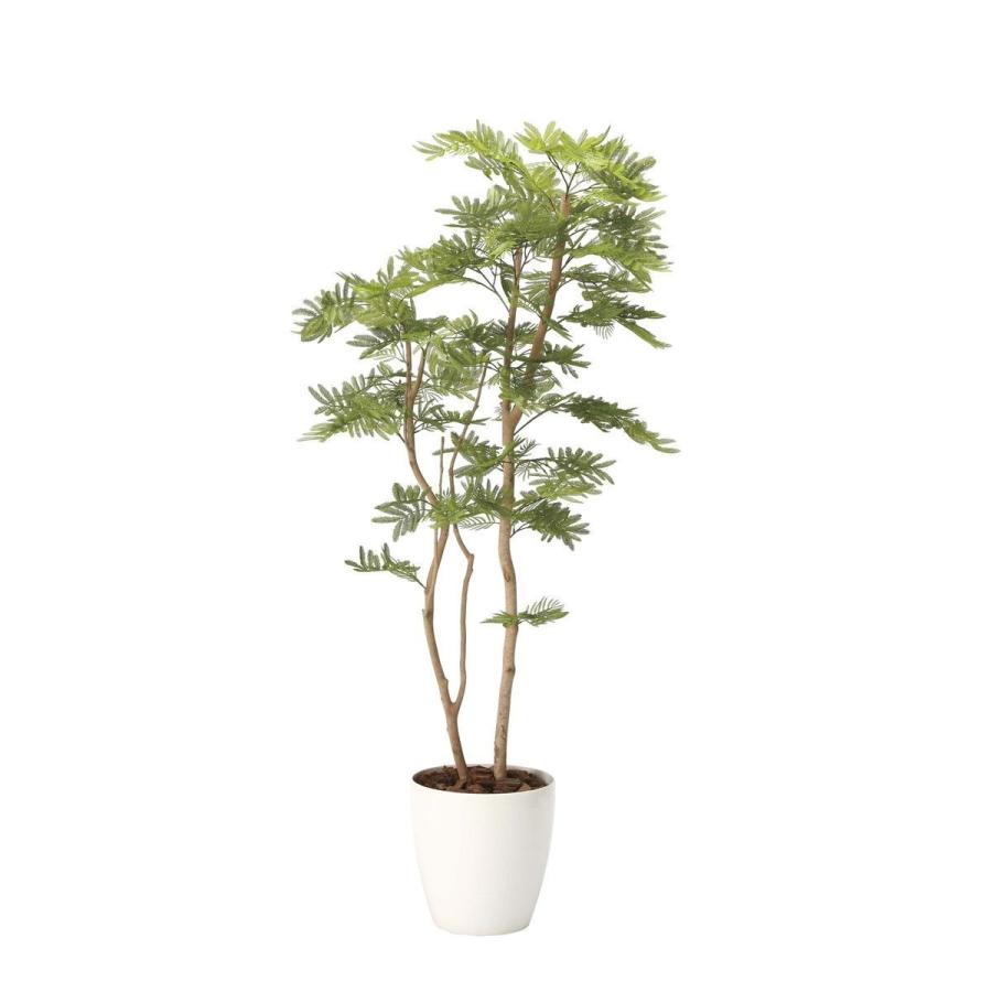 送料込 送料無料 人工観葉植物 光の楽園 ねむの木１ ８ ポリ製 2106a460 造花 フェイク リビング 玄関 アートフラワー インテリアグリーン 2106a460 26 あいるヤフー店 通販 Yahoo ショッピング 公式 Www Iccostierovico Edu It