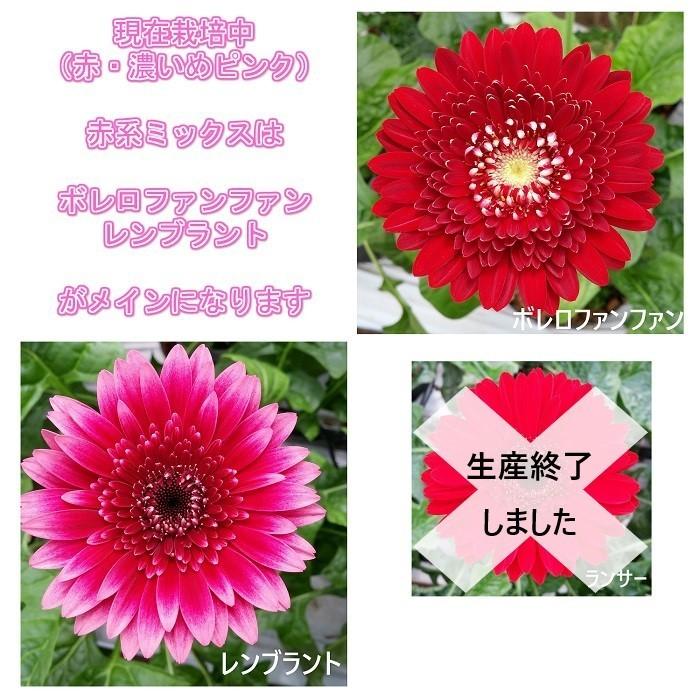 ガーベラ花束赤系80本 産地直送 誕生日 記念日のプレゼントに 19 ガーベラ屋さん アイルとリリカ 通販 Yahoo ショッピング