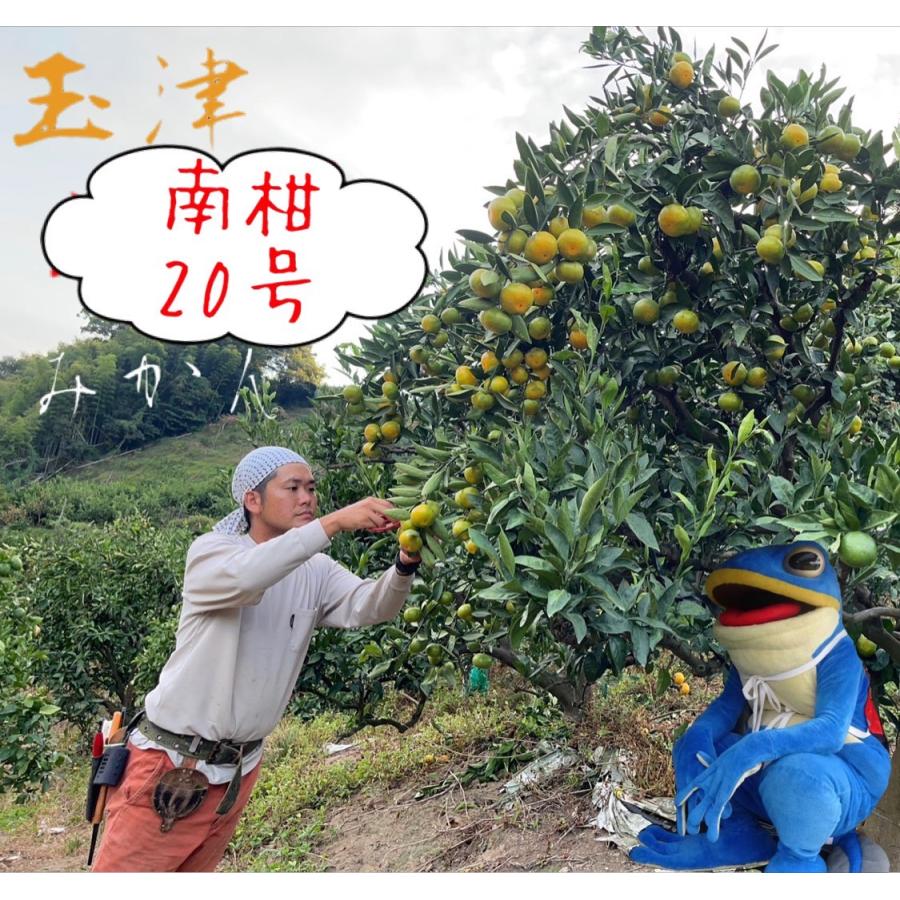 南柑20号【玉津みかん】5kg : 四国の掘り出し物Yahoo!ショップ - 通販
