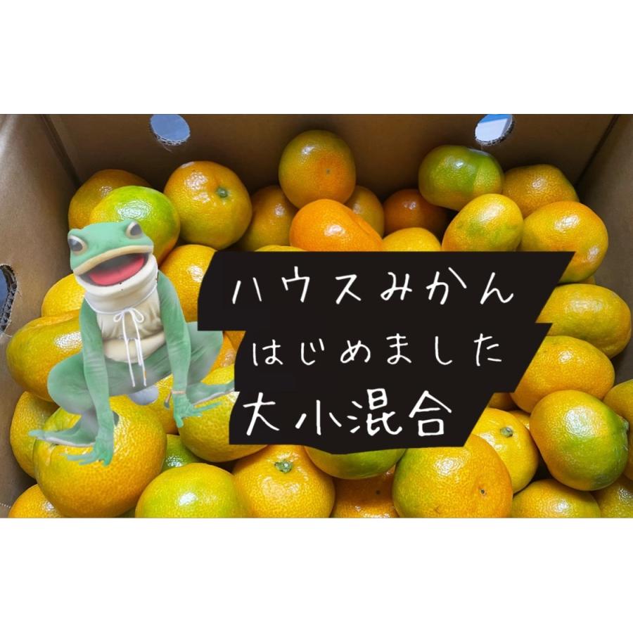 ハウスみかん(5kg) : 四国の掘り出し物Yahoo!ショップ - 通販 - Yahoo