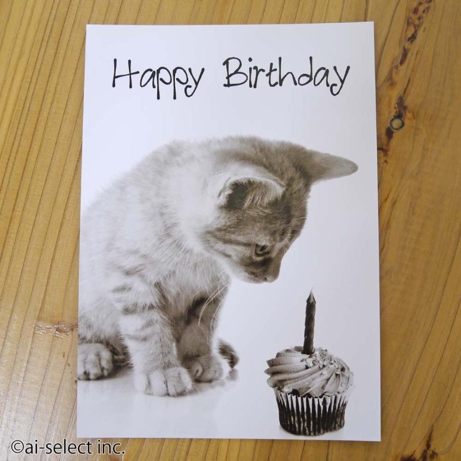 バースデーカード 即納 誕生日 写真 ドイツ直輸入 縦型 はがき ハガキ ネコ シンプル 北欧 メッセージカード 猫 ねこ おしゃれ cat zk |  | 01