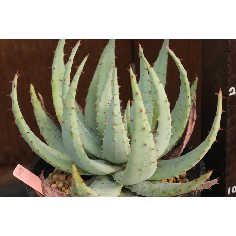 現品のみ アロエ ペグレラエ Aloe Peglerae 0929 あいとう松田農園 通販 Yahoo ショッピング