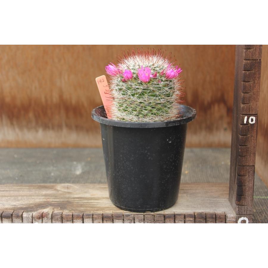 サボテン マミラリア 花 花 ガーデニング の商品一覧 通販 Yahoo ショッピング
