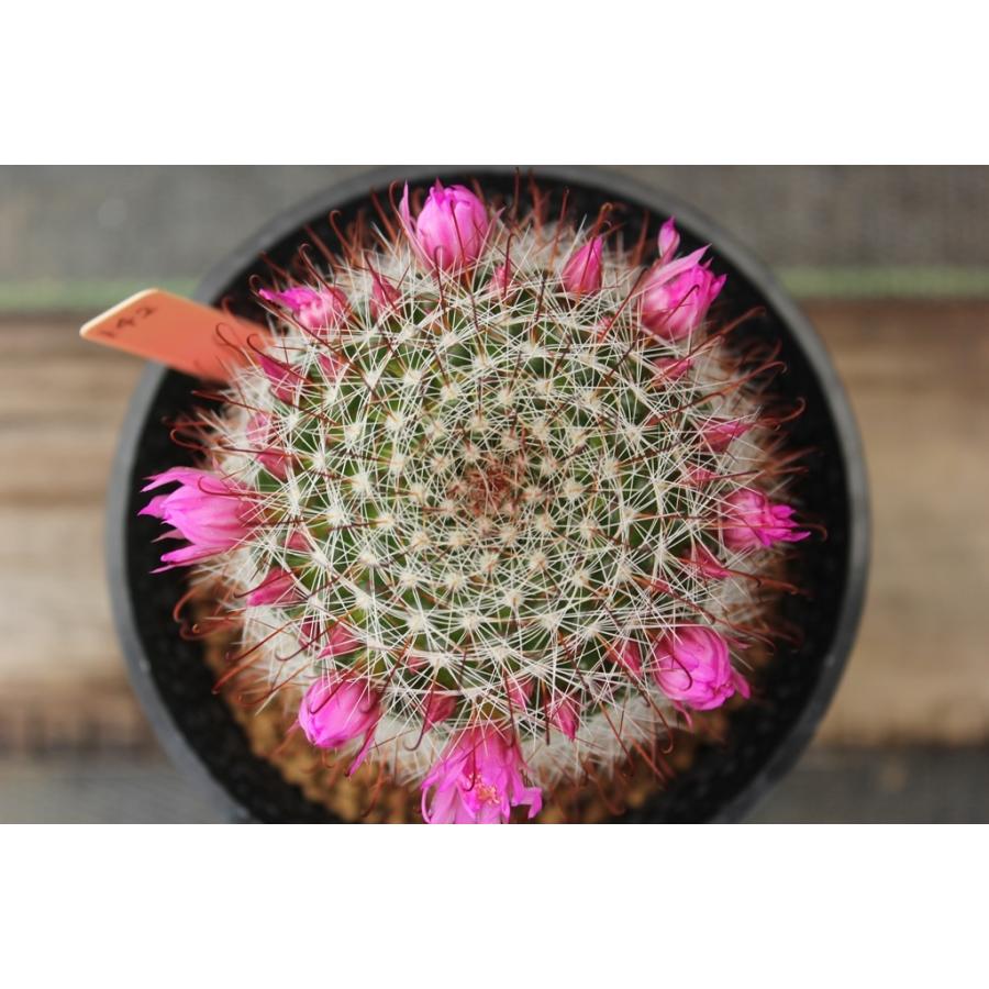 ワケあり特価品 花期終わりました 花なし株となります 花サボテン おまかせ３鉢セット 3号 2750 21