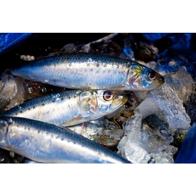 知多の恵み イワシの干物 丸干し ３００ｇ 愛和物産知多の恵み 通販 Yahoo ショッピング