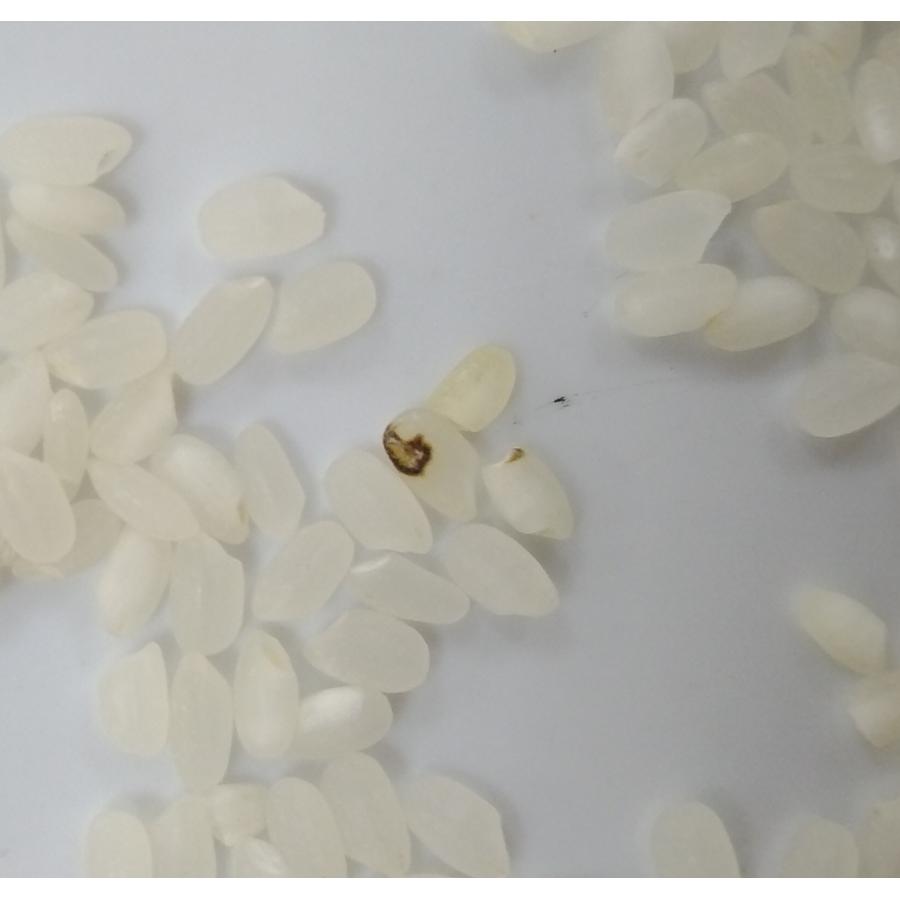 数量限定！】生活応援米 令和6年産 10kg 白米 ブレンド米 会津産 訳