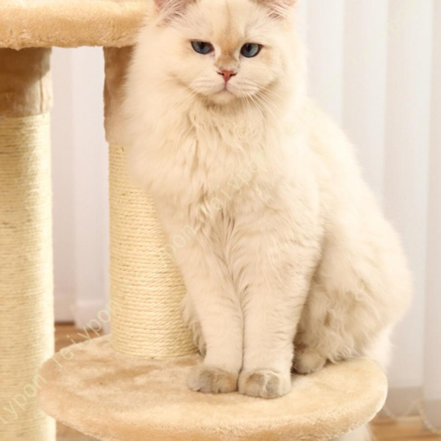 組立簡単 据え置き 子猫 小型 スリム 猫 短足猫 猫タワー かわいい 安定 爪とぎ キャットタワー おしゃれ シニア猫 猫ベッド 低い コンパクト シンプル 低め_11