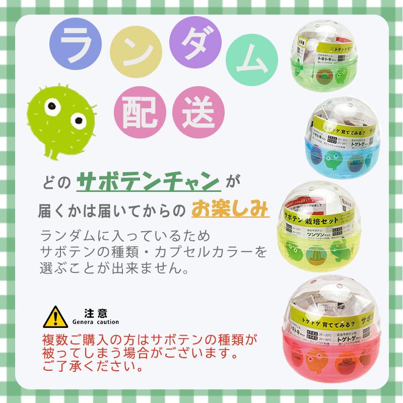 サボテン 栽培セット タネ 種 植物 ミニ 育てる カプセル 4種類 ガチャガチャ 育てるカプセル 激安な