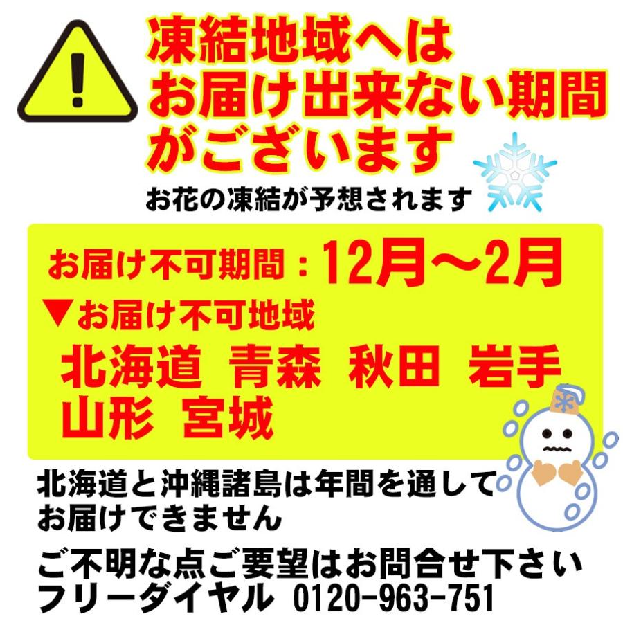 農家直送 赤いバラの花束ギフト50本｜ajien｜10