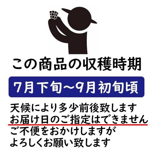 早期ご予約受付中 〇浅 岡山晩生白桃 自宅用 2kg箱 5〜8玉 生産者限定商品 訳あり品 7月下旬〜9月初旬収穫品_6