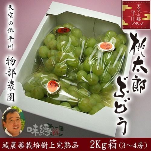 岡山県産桃太郎ぶどう 2房 桃太郎 ぶどう 2房(1房 480g以上 ハウス栽培)贈答用 岡山県産