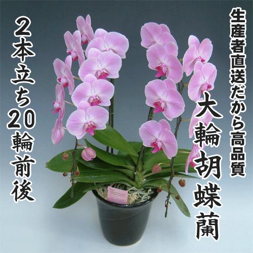 楽天ランキング1位 大輪胡蝶蘭2本立ち輪前後 Moy0r1021b2n3t 味縁 通販 Yahoo ショッピング Rakuten Www Iccostierovico Edu It