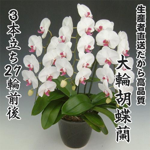 大輪夢見鳥蘭3本立ち27輪前後