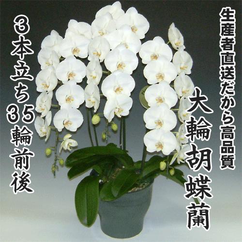 大輪夢見鳥蘭3本立ち35輪前後