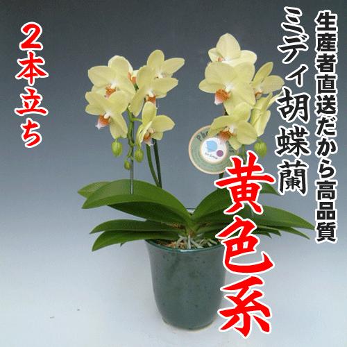 味縁ミディ胡蝶蘭黄色系2本立ち