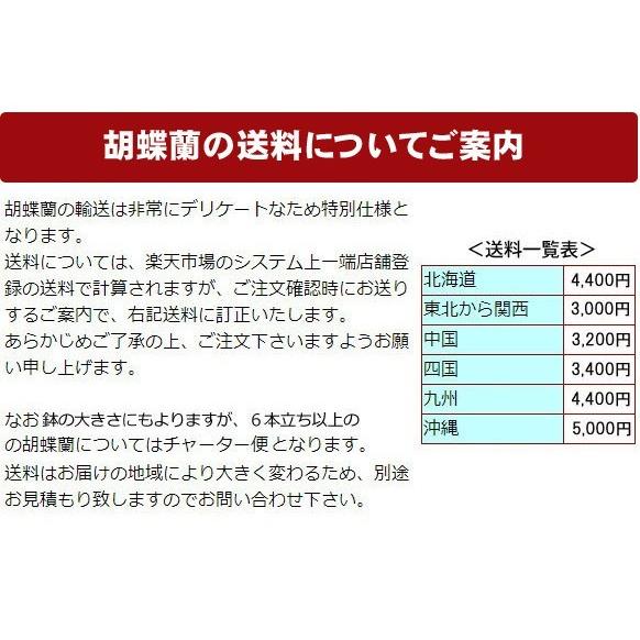 MIDI夢見鳥蘭黄味がかった系5〜6本立ち