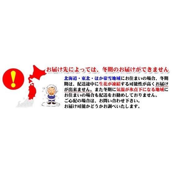 MIDI夢見鳥蘭黄味がかった系5〜6本立ち