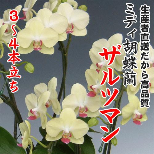 ミディ胡蝶蘭ザルツマン3〜4本立ち : 味縁 - 通販 - Yahoo!ショッピング
