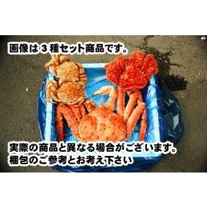 激安特価 ボイル花咲蟹姿800 900g 本場根室花咲漁港より直送 ハナサキガニ はなさきがに 姿身 贈り物 北海道 産地直送 現役漁師 送料込み オープニング大放出セール Www Muslimaidusa Org